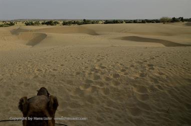 03 Camelride,_Sanddunes,_Kuri_DSC3416_b_H600